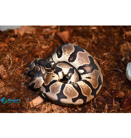 Roger's Aquatics BP - Enchi het Pied Female - Fall '22 (#38)