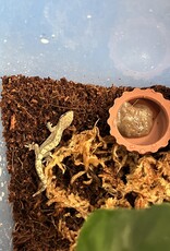 Mourning Gecko Lepidodactylus lugubris - with deli