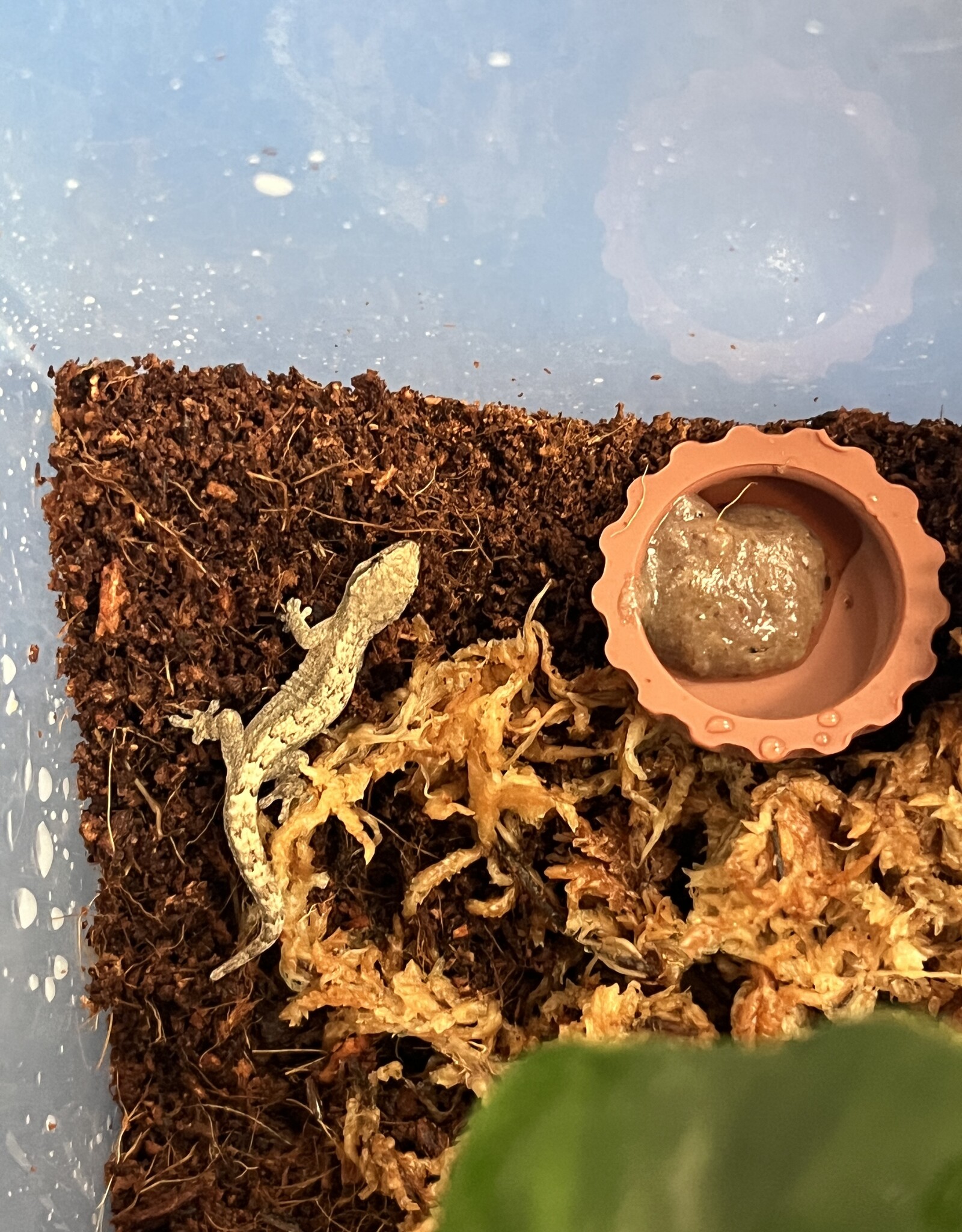 Mourning Gecko Lepidodactylus lugubris - with deli