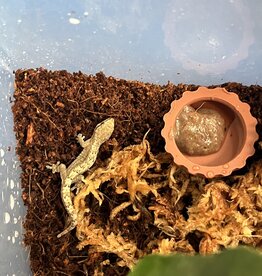 Mourning Gecko Lepidodactylus lugubris - with deli