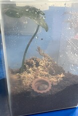 Mourning Gecko Lepidodactylus lugubris