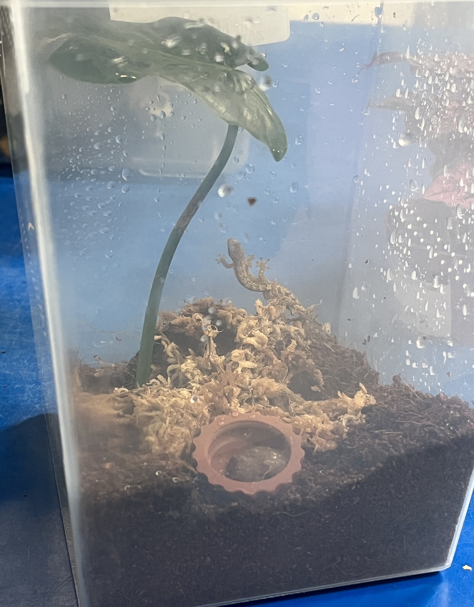 Mourning Gecko Lepidodactylus lugubris - with deli