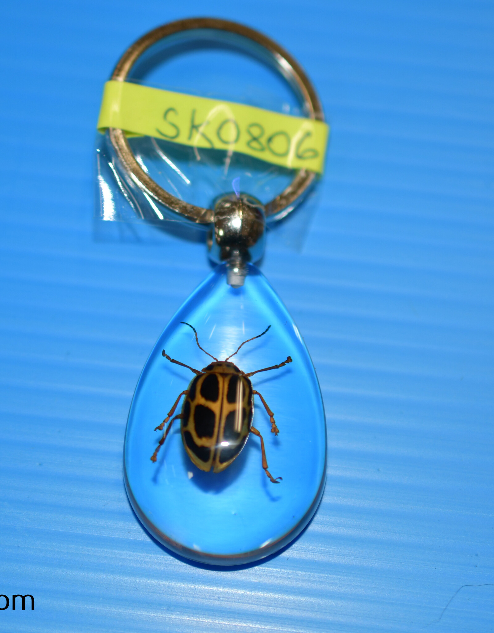 Roger's Aquatics ROGER'S AQUATIC Keychain Transparent
