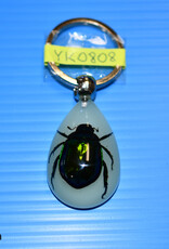 Roger's Aquatics ROGER'S AQUATIC Keychain Glow-in-the-Dark