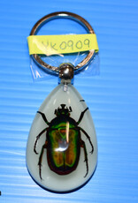 Roger's Aquatics ROGER'S AQUATIC Keychain Glow-in-the-Dark