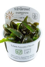 Tropica 1-2-GROW! Cryptocoryne nurii