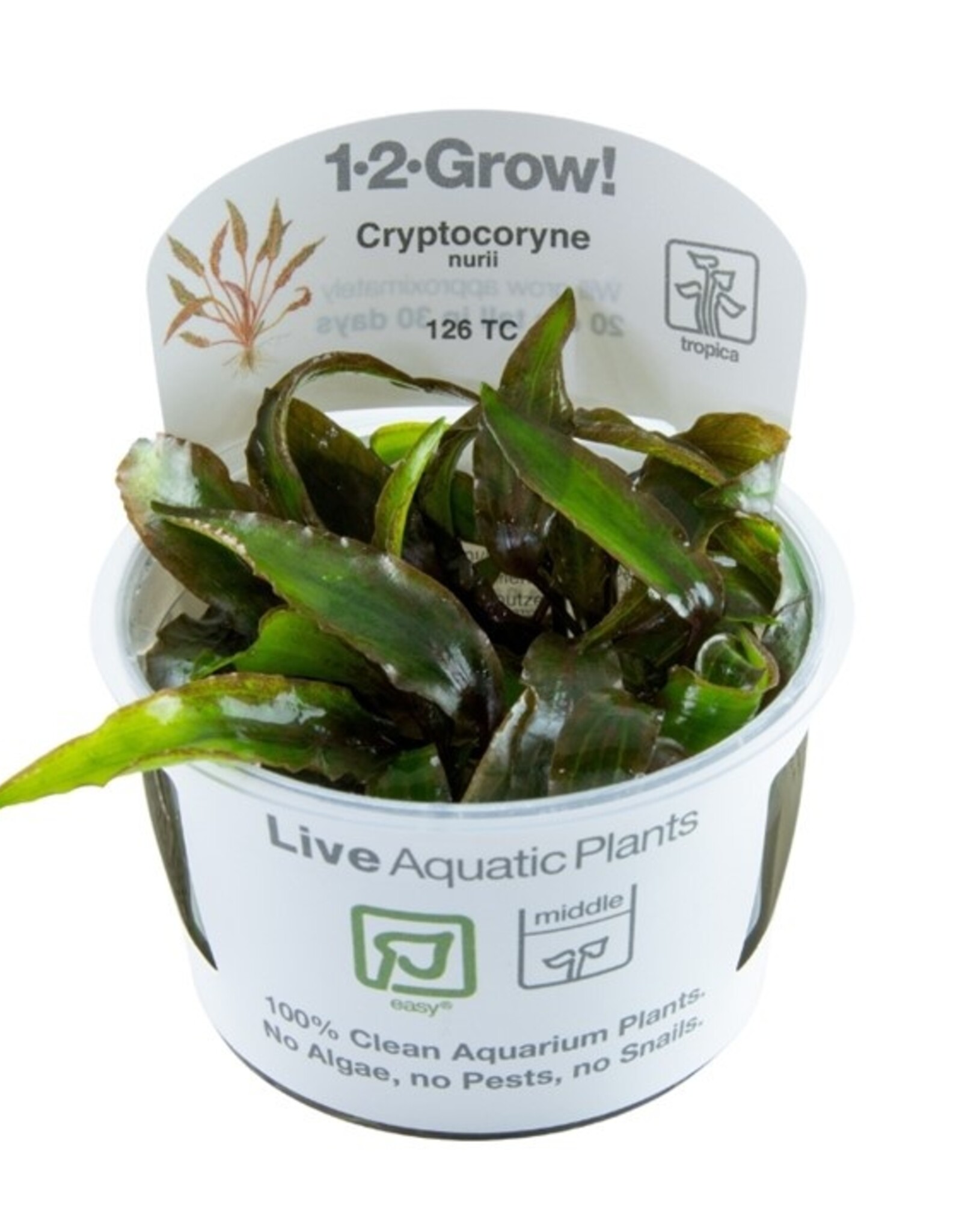 Tropica 1-2-GROW! Cryptocoryne nurii