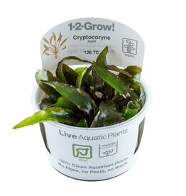 Tropica 1-2-GROW! Cryptocoryne nurii