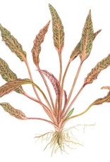 Tropica 1-2-GROW! Cryptocoryne nurii