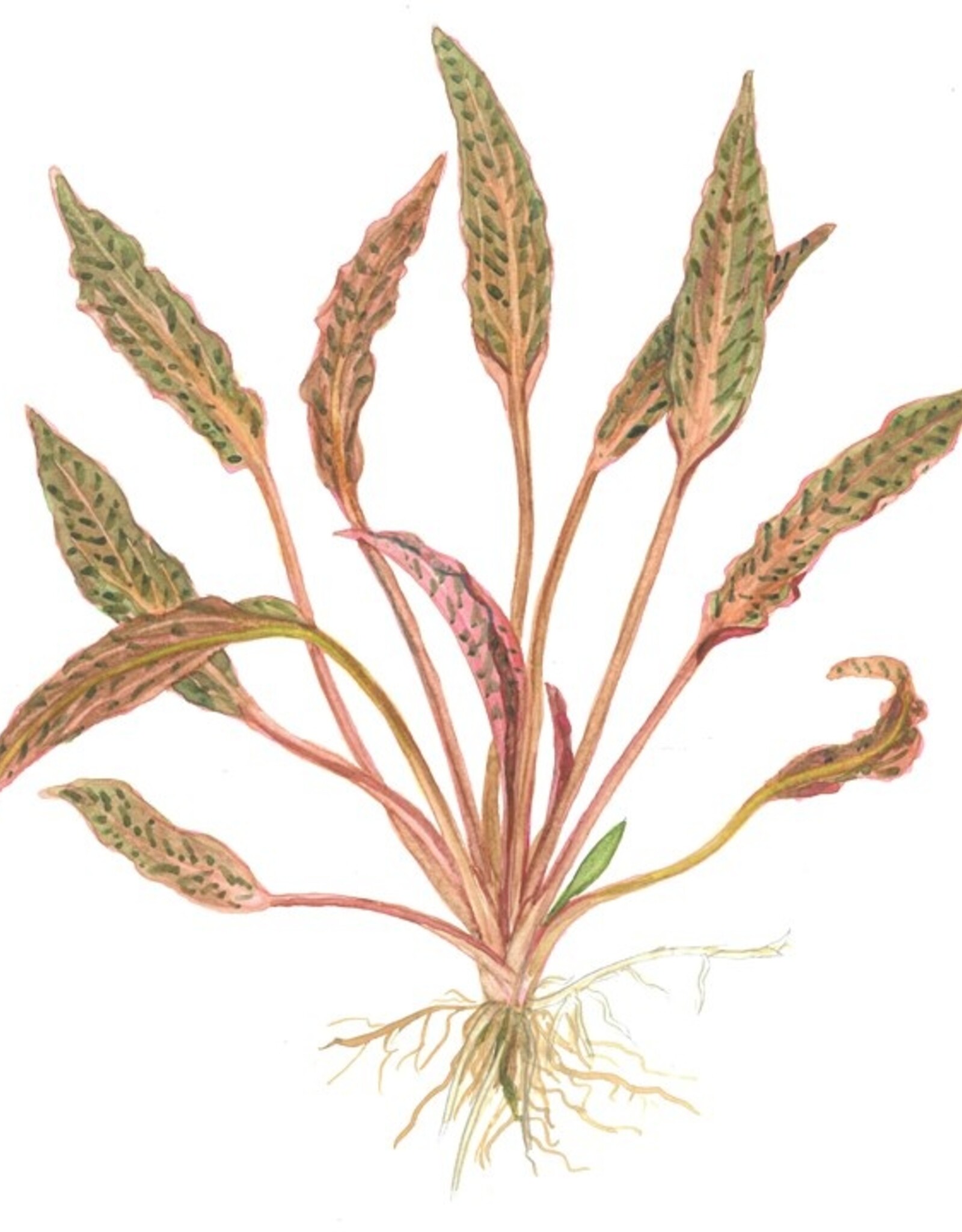 Tropica 1-2-GROW! Cryptocoryne nurii