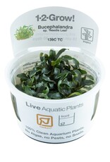 Tropica 1-2-GROW! Bucephalandra sp 'Needle Leaf'