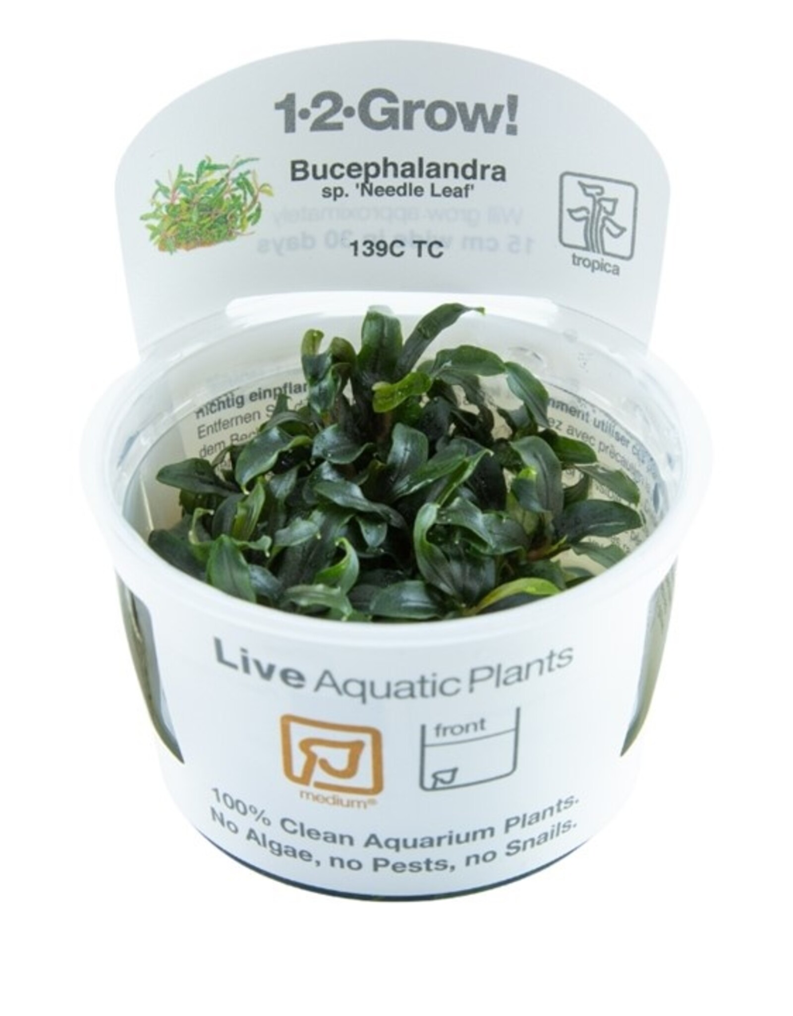 Tropica 1-2-GROW! Bucephalandra sp 'Needle Leaf'