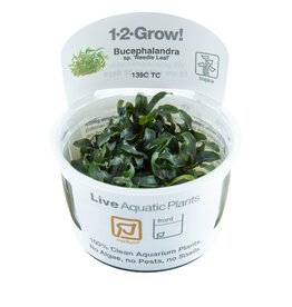 Tropica 1-2-GROW! Bucephalandra sp 'Needle Leaf'