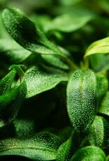 Tropica 1-2-GROW! Bucephalandra sp 'Needle Leaf'