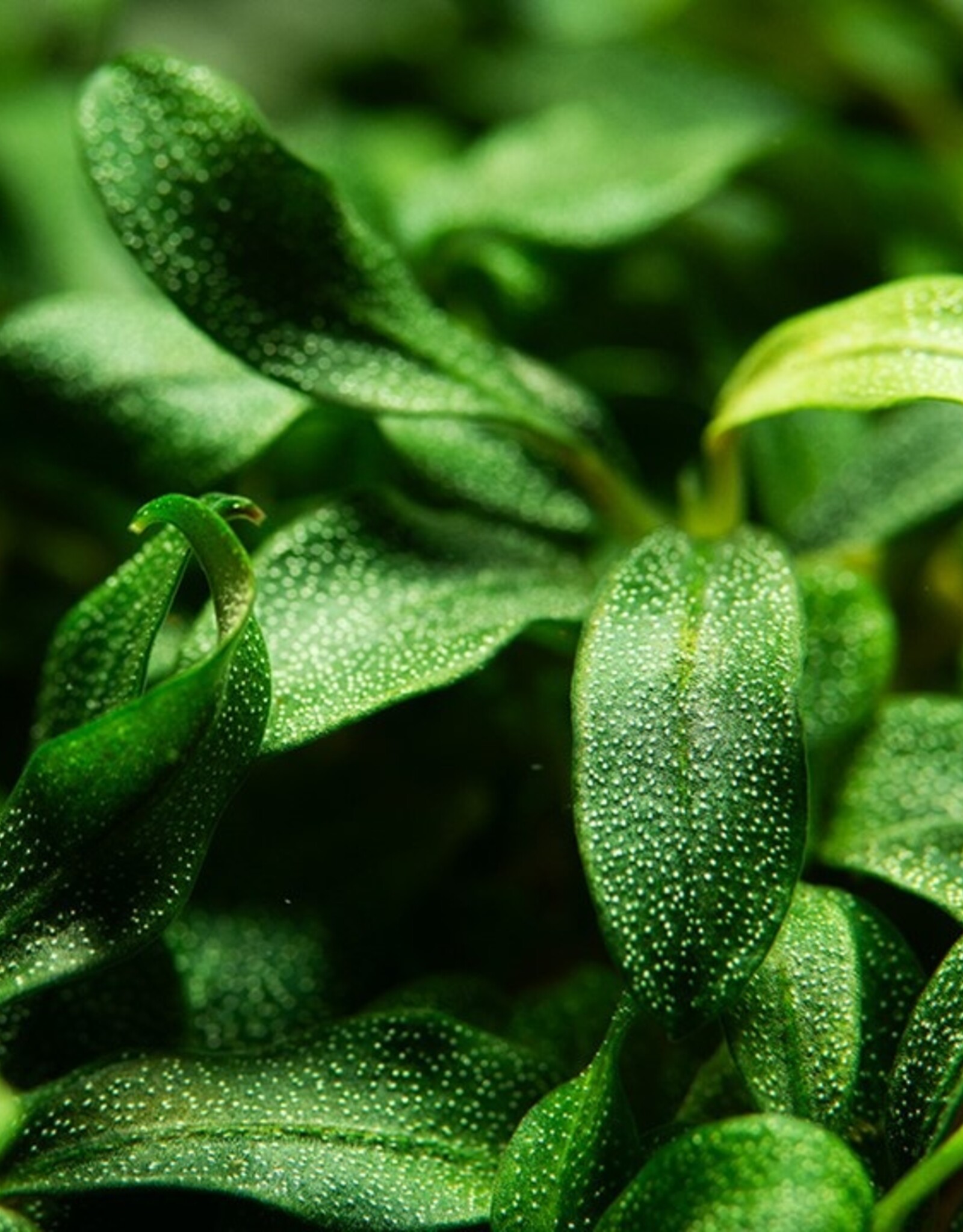 Tropica 1-2-GROW! Bucephalandra sp 'Needle Leaf'