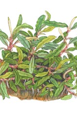 Tropica 1-2-GROW! Bucephalandra sp 'Needle Leaf'