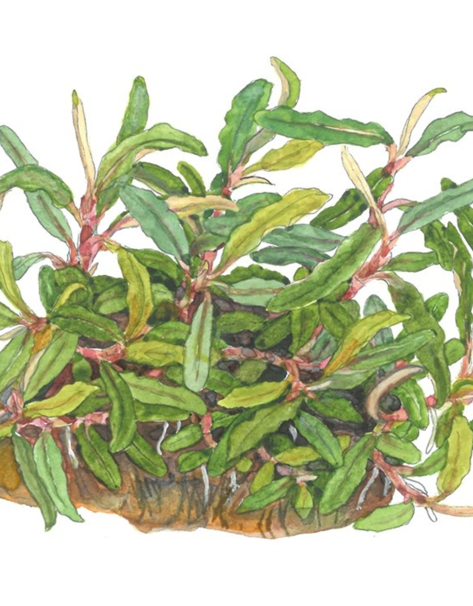 Tropica 1-2-GROW! Bucephalandra sp 'Needle Leaf'