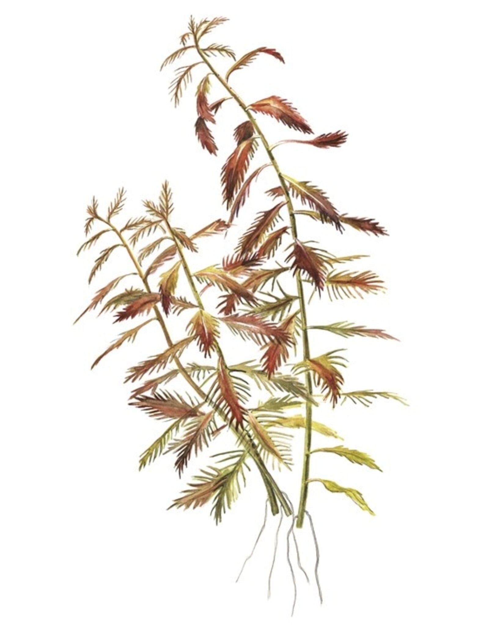 Tropica 1-2-GROW! Proserpinaca palustris 'Cuba'
