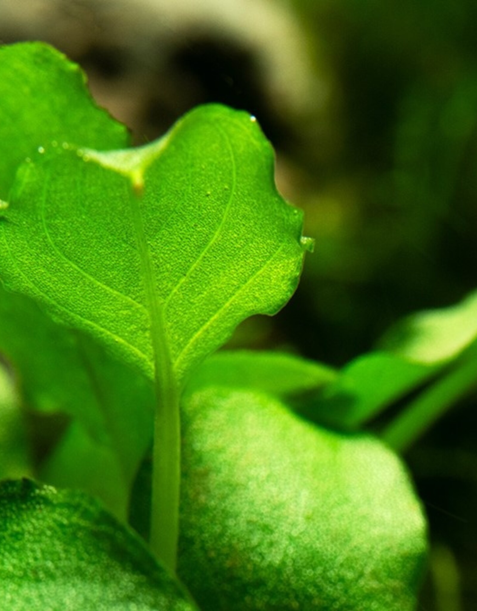 Tropica 1-2-GROW! Schismatoglottis Prietoi