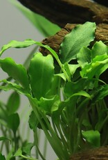 Tropica 1-2-GROW! Schismatoglottis Prietoi