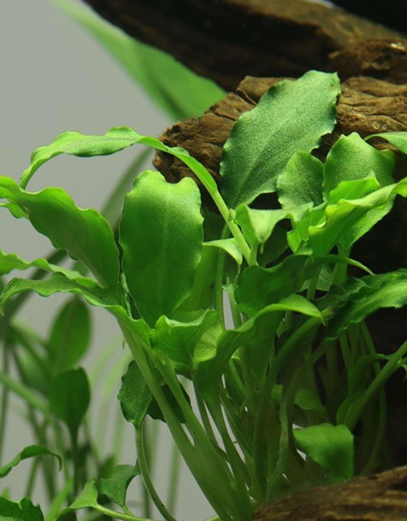 Tropica 1-2-GROW! Schismatoglottis Prietoi