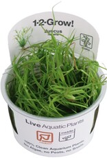 Tropica 1-2-GROW! Juncus Repens