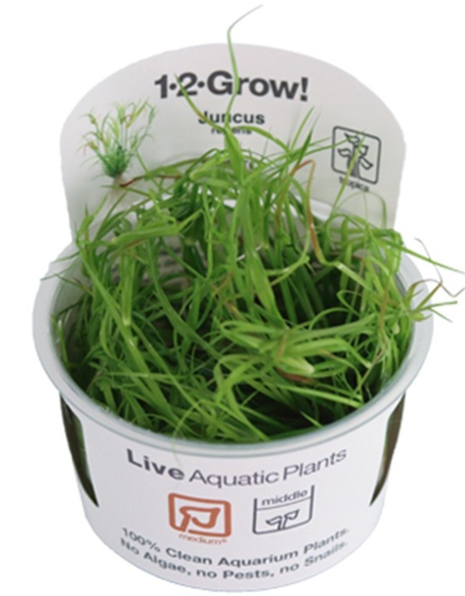 Tropica 1-2-GROW! Juncus Repens