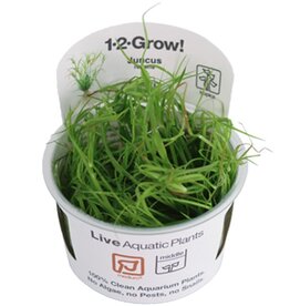Tropica 1-2-GROW! Juncus Repens