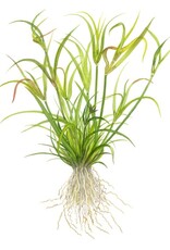Tropica 1-2-GROW! Juncus Repens