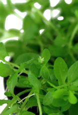 Tropica 1-2 GROW! Micranthemum glomeratum (Pearlweed)