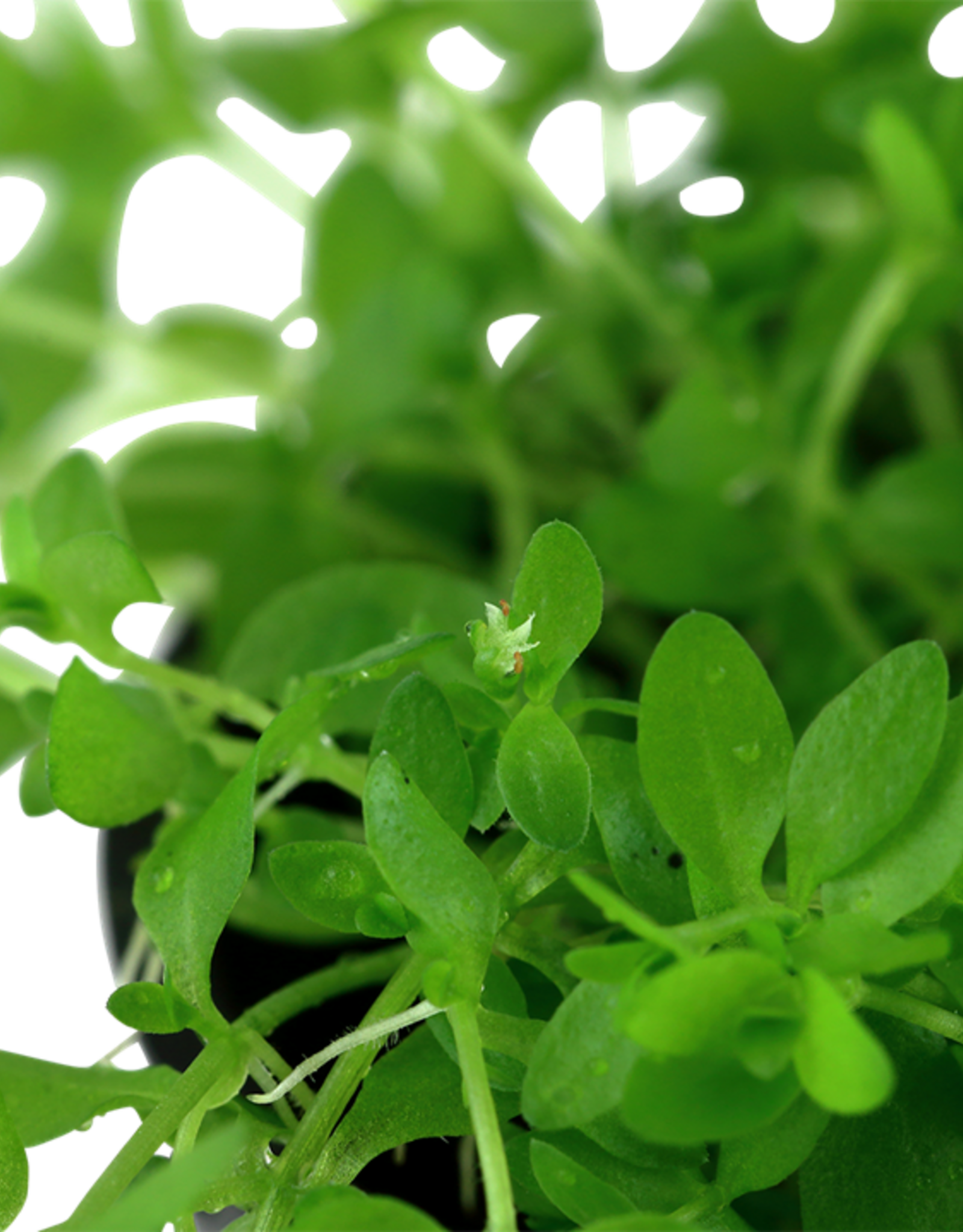 Tropica 1-2 GROW! Micranthemum glomeratum (Pearlweed)