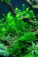 Tropica 1-2 GROW! Micranthemum glomeratum (Pearlweed)