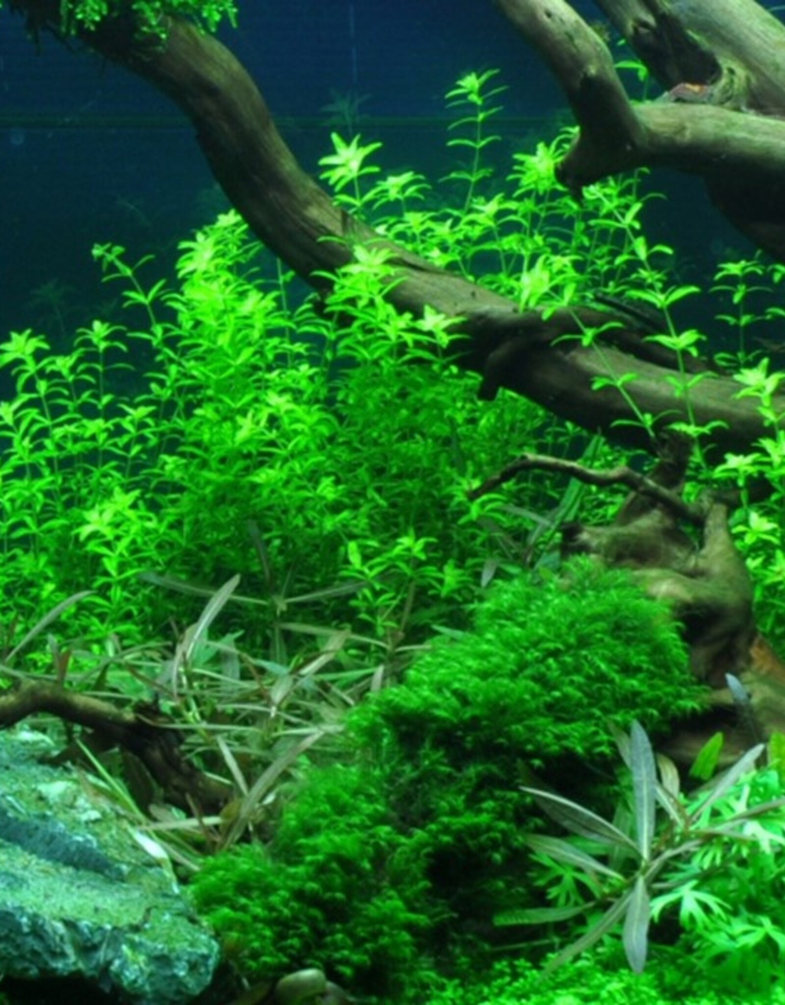 Tropica 1-2 GROW! Micranthemum glomeratum (Pearlweed)