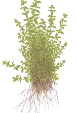 Tropica 1-2 GROW! Micranthemum glomeratum (Pearlweed)