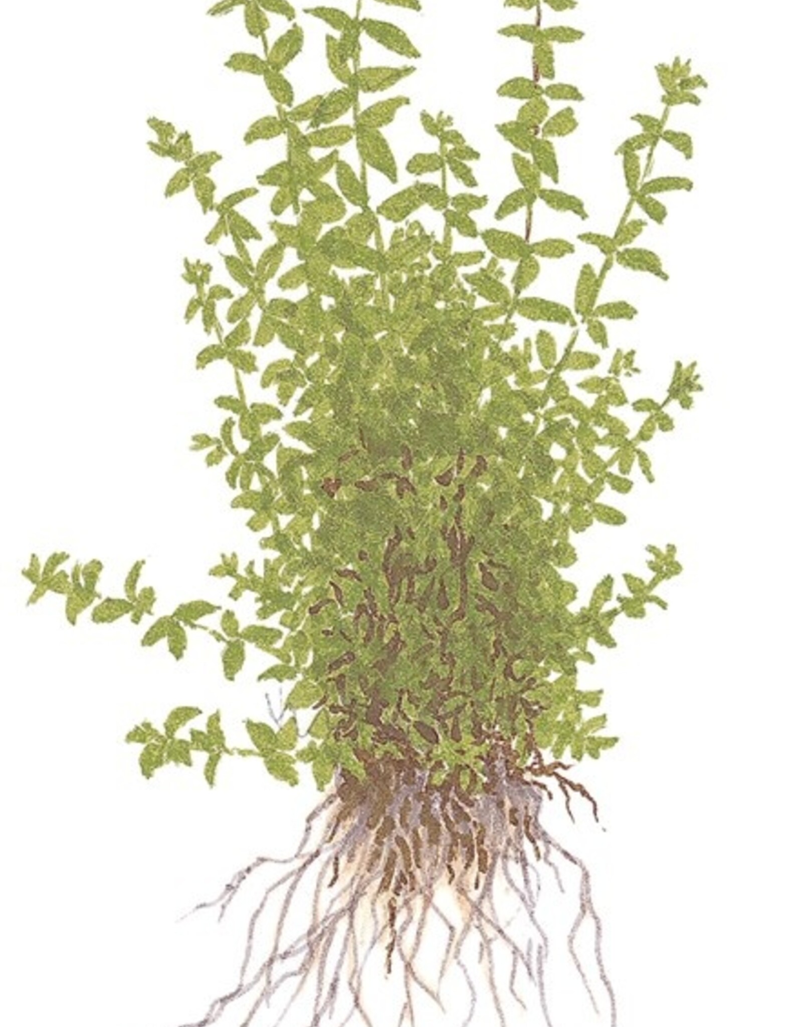 Tropica 1-2 GROW! Micranthemum glomeratum (Pearlweed)