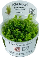 Tropica 1-2 GROW! Micranthemum glomeratum (Pearlweed)