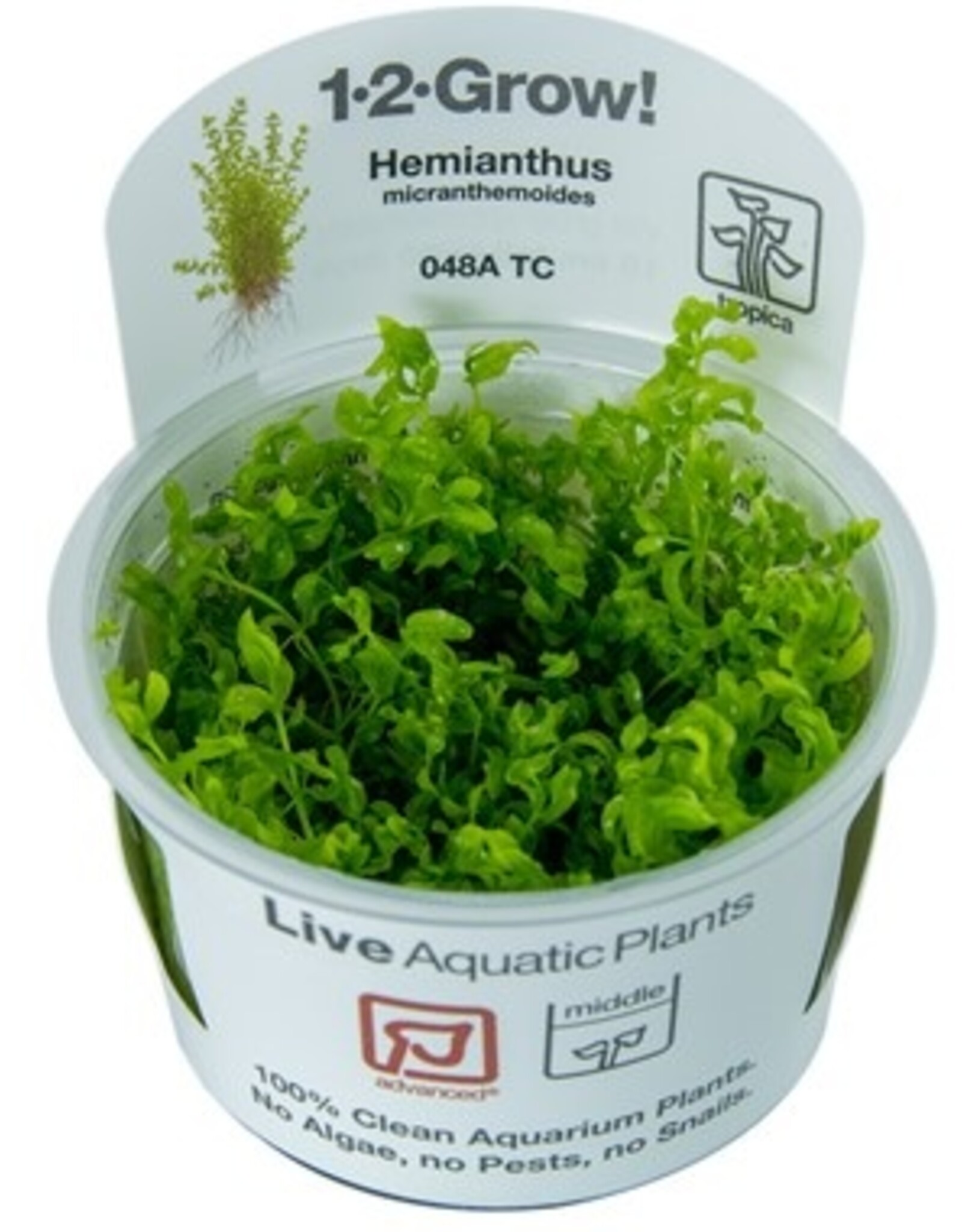 Tropica 1-2 GROW! Micranthemum glomeratum (Pearlweed)