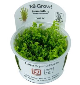 Tropica 1-2 GROW! Micranthemum glomeratum (Pearlweed)