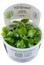 Tropica 1-2-GROW! Lobelia cardinalis "Mini"