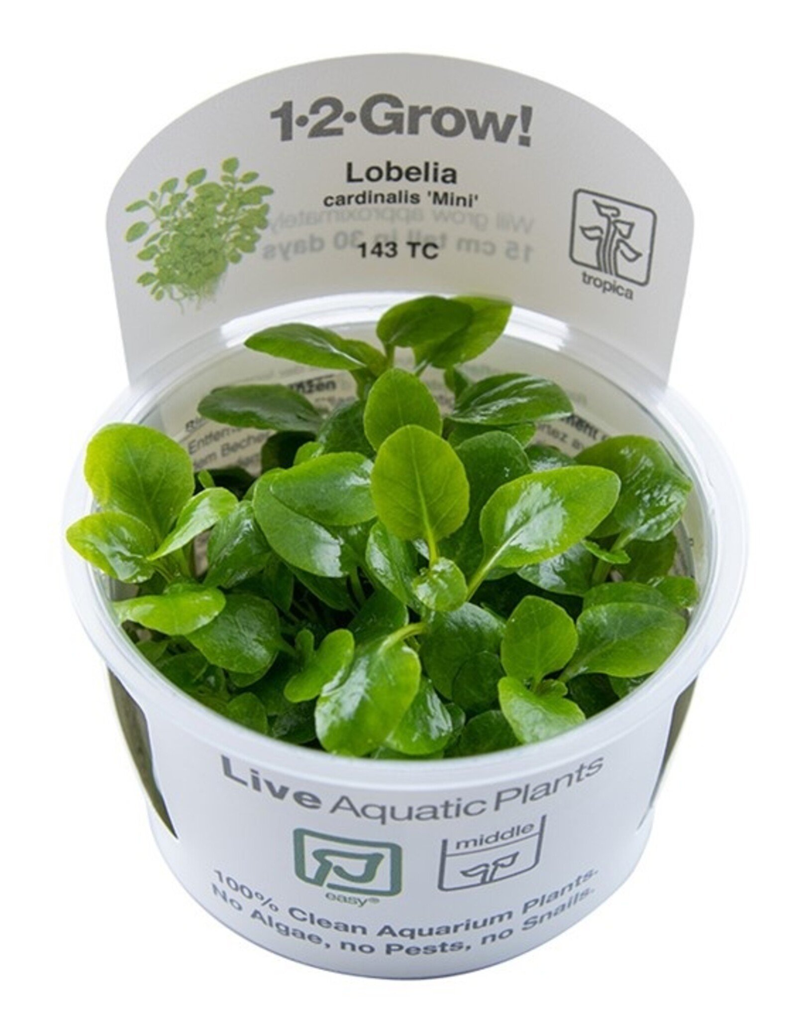 Tropica 1-2-GROW! Lobelia cardinalis "Mini"