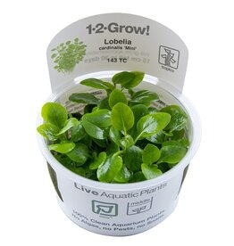 Tropica 1-2-GROW! Lobelia cardinalis "Mini"