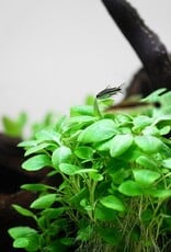 Tropica 1-2-GROW! Lobelia cardinalis "Mini"