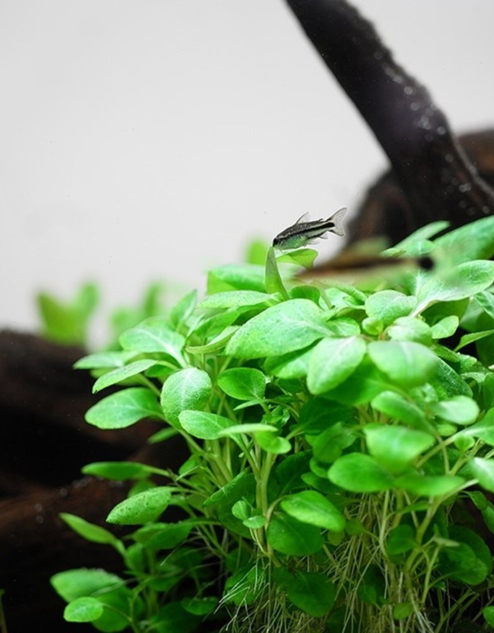 Tropica 1-2-GROW! Lobelia cardinalis "Mini"