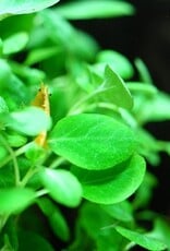 Tropica 1-2-GROW! Lobelia cardinalis "Mini"