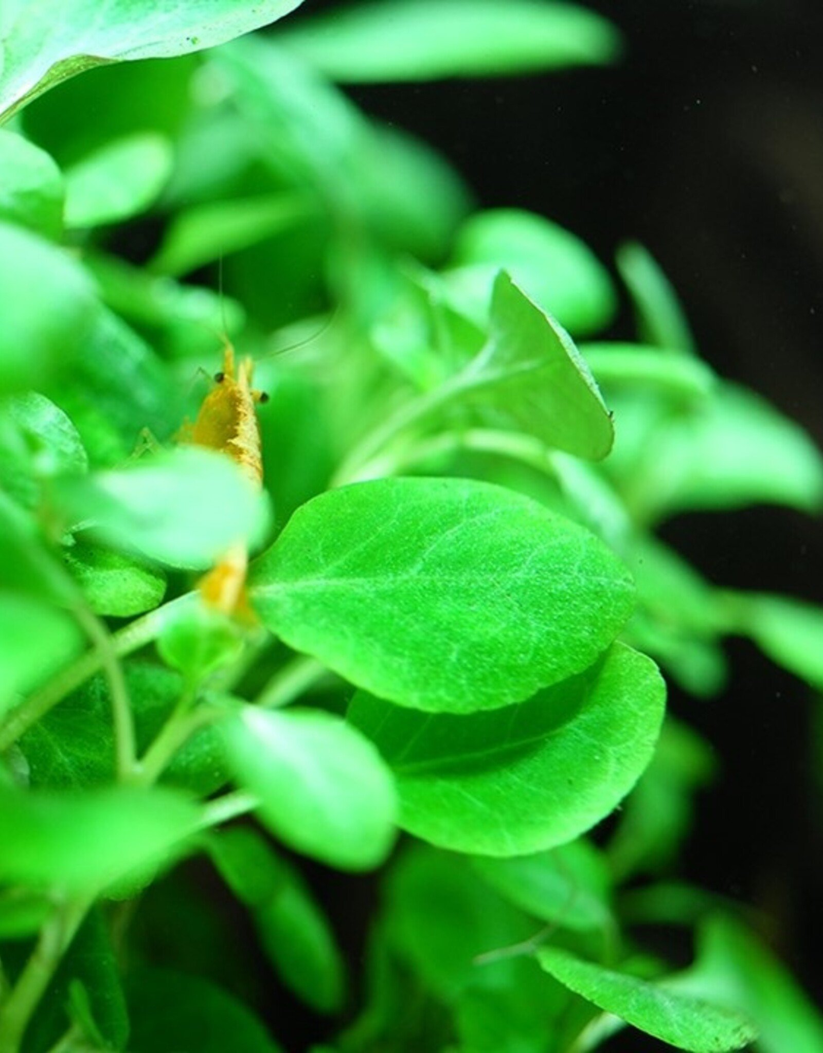 Tropica 1-2-GROW! Lobelia cardinalis "Mini"