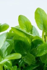 Tropica 1-2-GROW! Lobelia cardinalis "Mini"