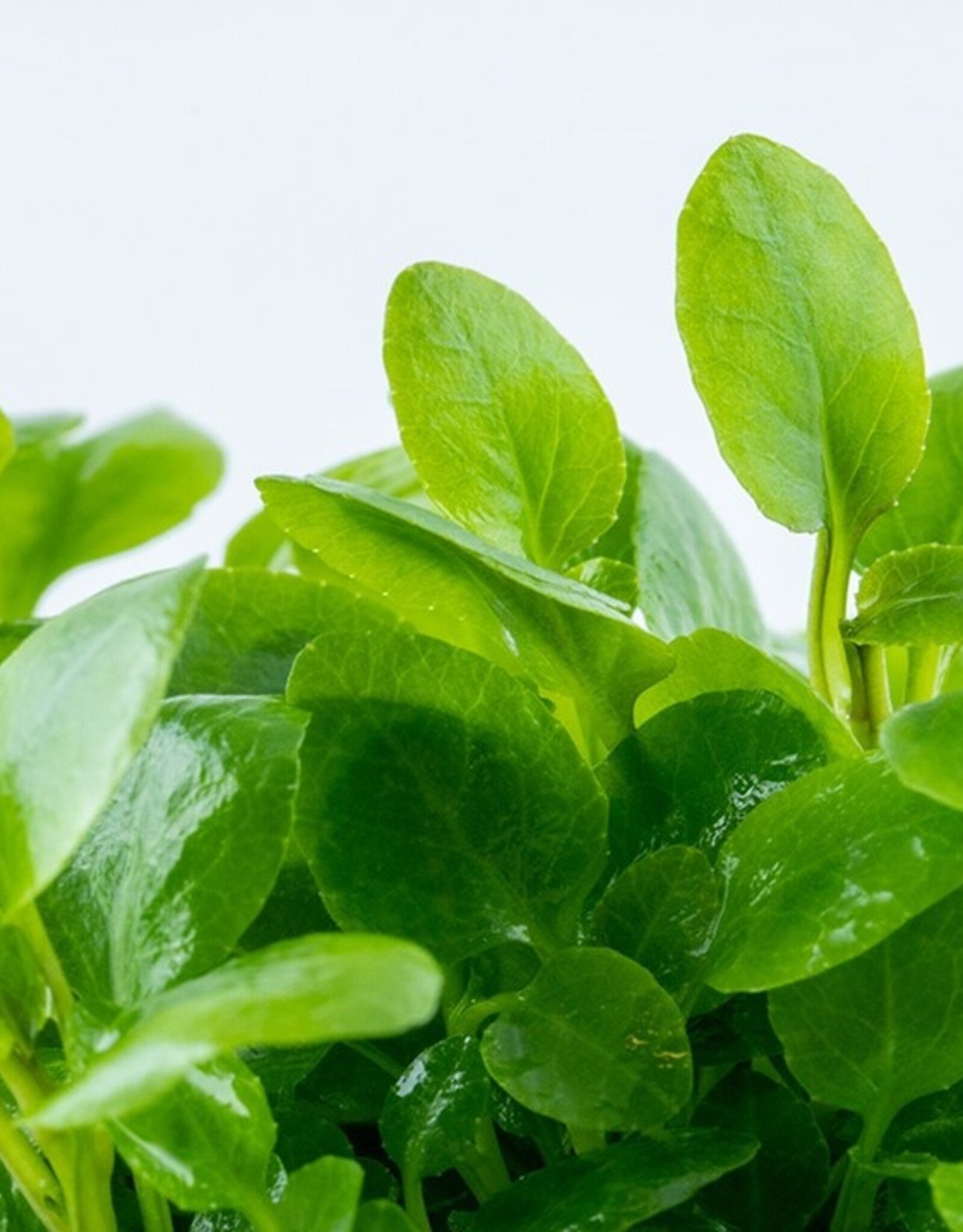 Tropica 1-2-GROW! Lobelia cardinalis "Mini"