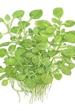 Tropica 1-2-GROW! Lobelia cardinalis "Mini"