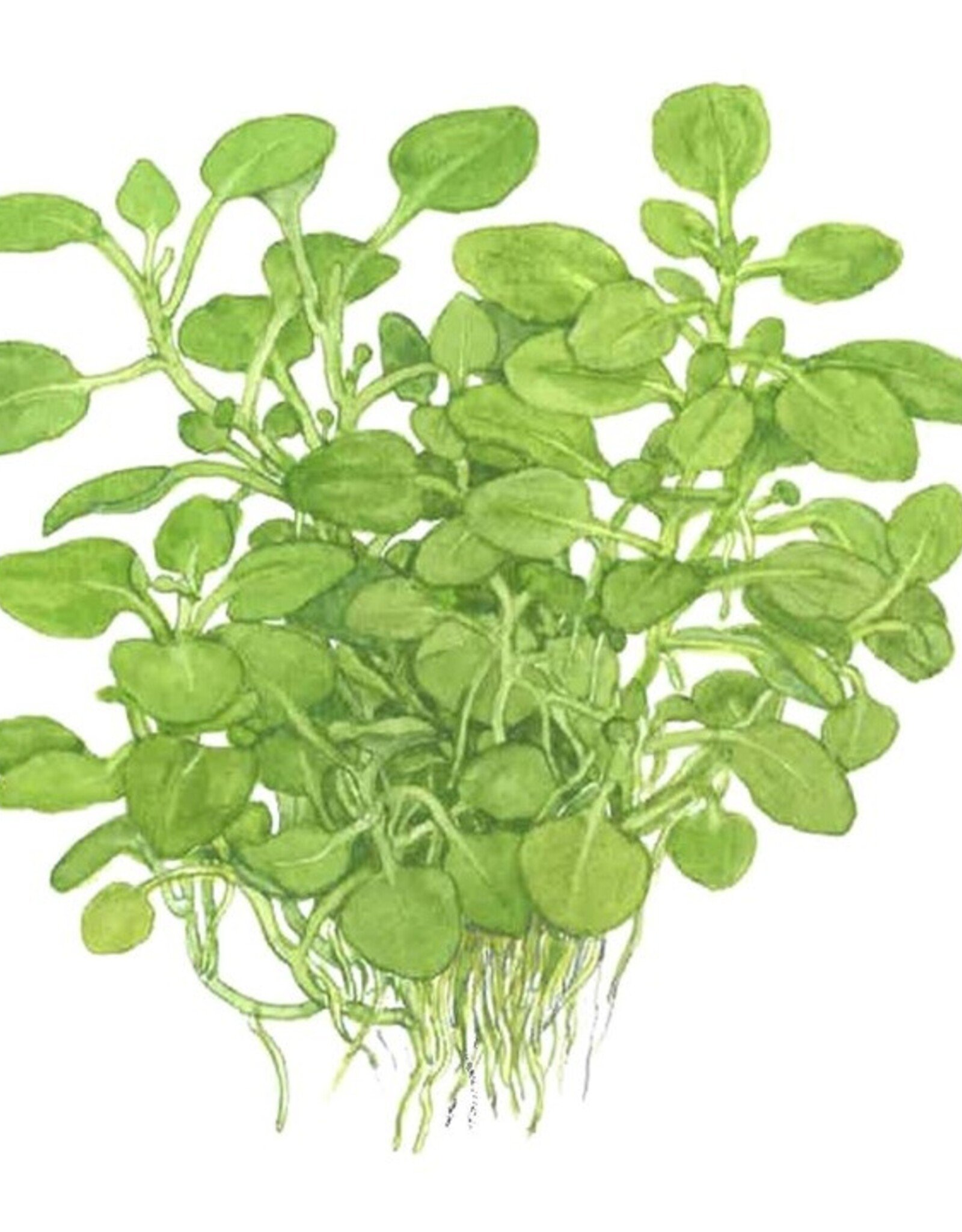 Tropica 1-2-GROW! Lobelia cardinalis "Mini"