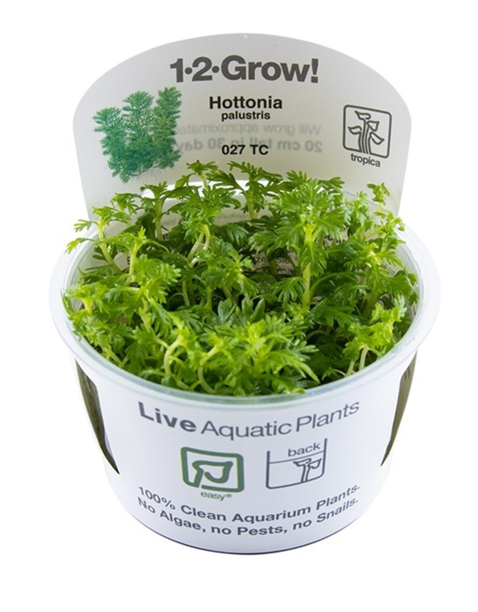 Tropica 1-2-GROW! Hottonia palustris